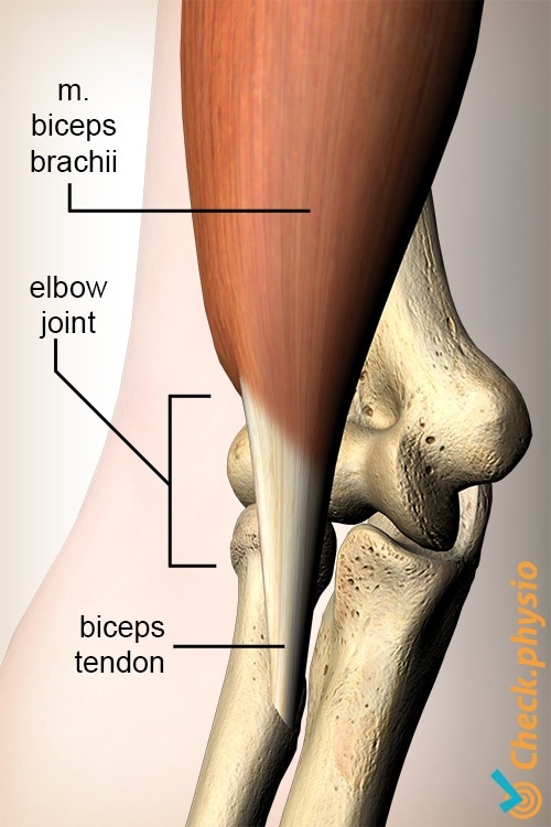 arm biceps tendon distal