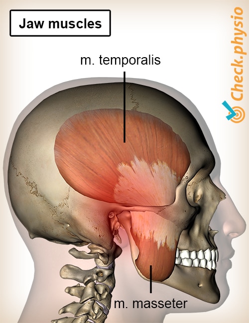 head jaw muscles temporalis masseter