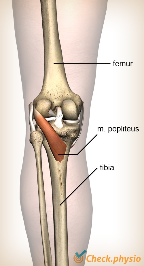 knee popliteus muscle