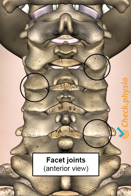 neck facet joints posterior view cervical