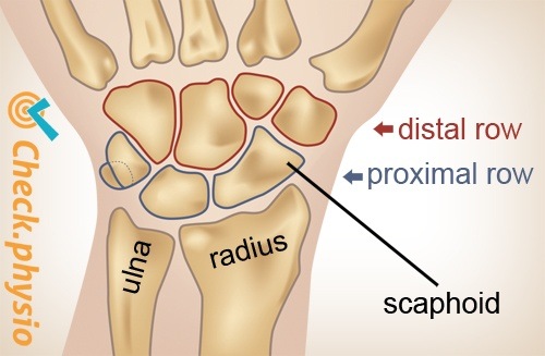 wrist proximal distal row