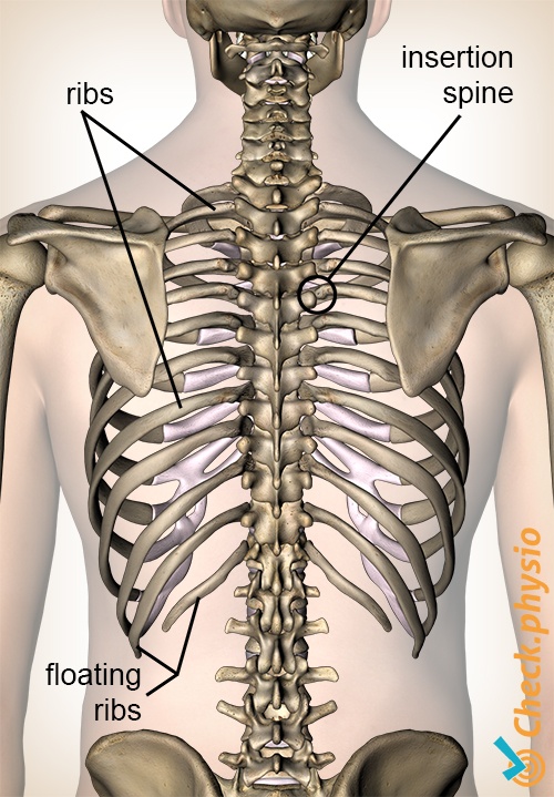 ribs posterior view back floating ribs attachement