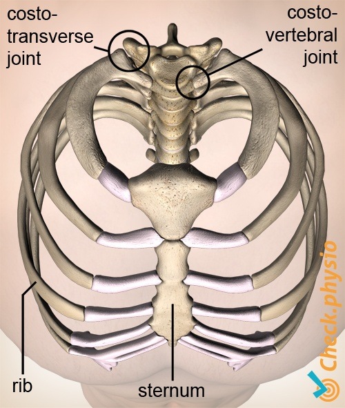 ribs chest top view costotransversal costovertebral joint