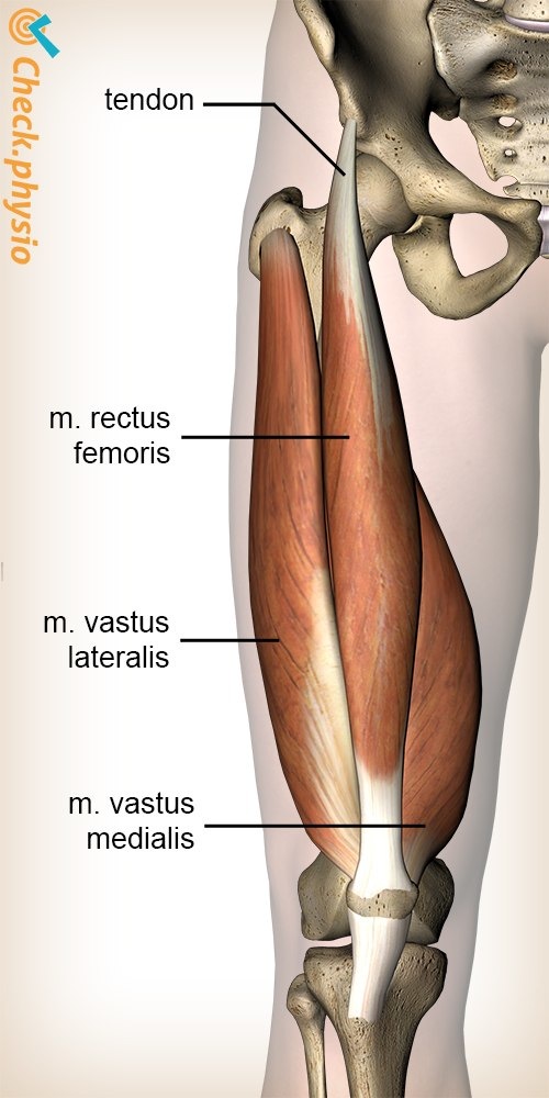 leg quadriceps muscle rectus femoris vastus lateralis medialis