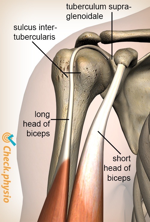 shoulder sulcus intertubercularis supraglenoid tubercle biceps brachii caput longum long head brevis short head