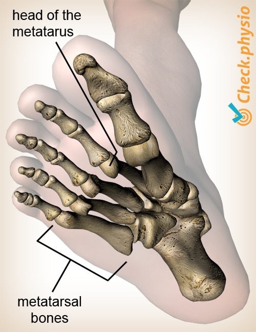 foot metatarsals head anatomy bottom view