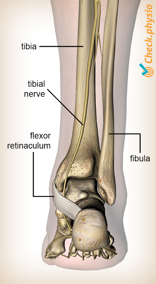 foot posterior tibial nerve flexor retinaculum dorsal