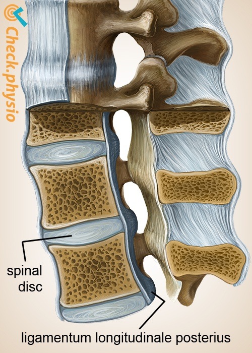 spine spinal column posterior longitudinal ligament intervertebral disc
