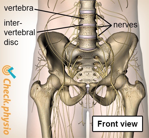 spine spinal column exiting nerve intervertebral disc