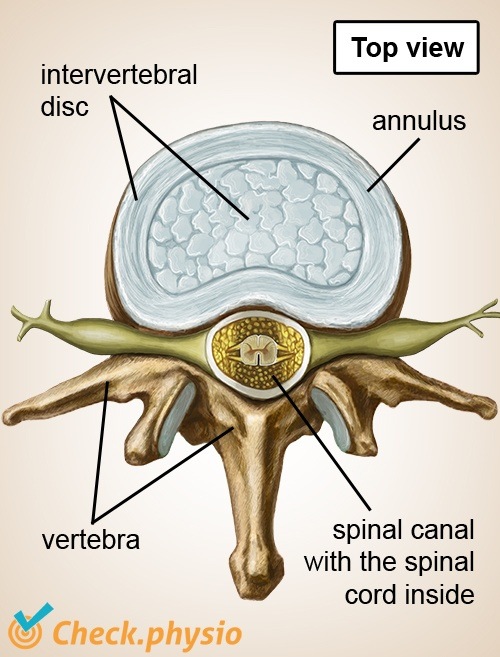 spine spinal column top view intervertebral disc nerves