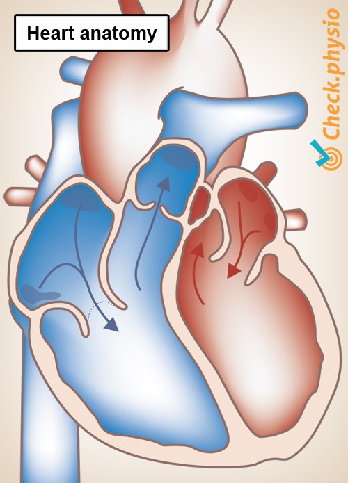 heart anatomy left right atrium valve artery vein