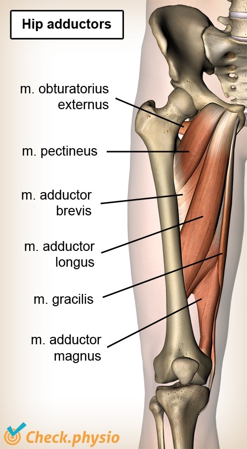 hip adductors ventral