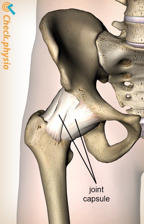 hip joint capsule