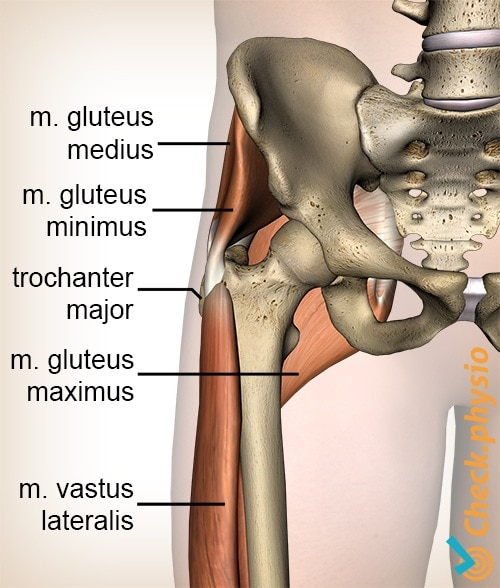 hip gluteus medius minimus maximus greater trochanter vastus lateralis