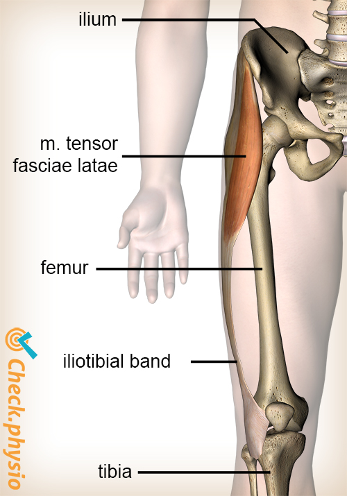 afbeelding_alt_knie-tractus-iliotibialis-musculus-tensor-fasciae-latae-spier