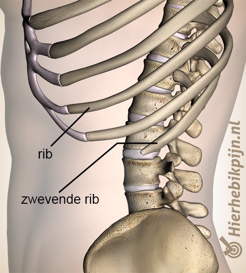 Borstkas zwevende rib ribben zijkant