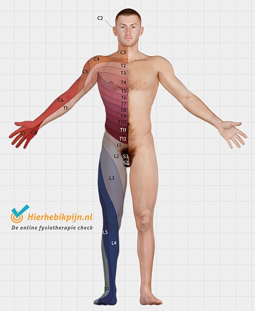 Dermatomes front view