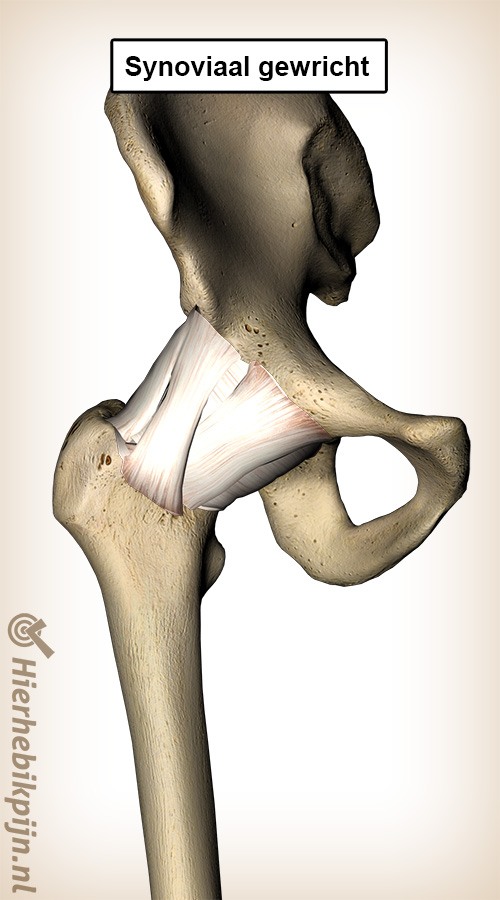 Synoviaal gewricht gewrichtssmeer synovia heup